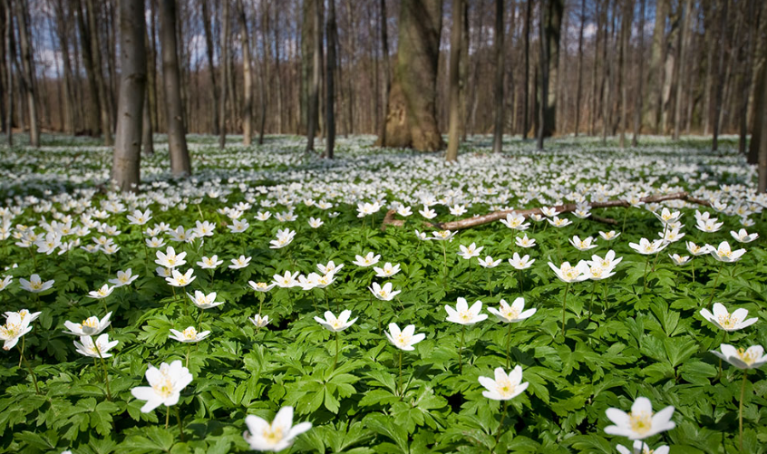 ... OG LYSET VÆLTER PLUDSELIG IND